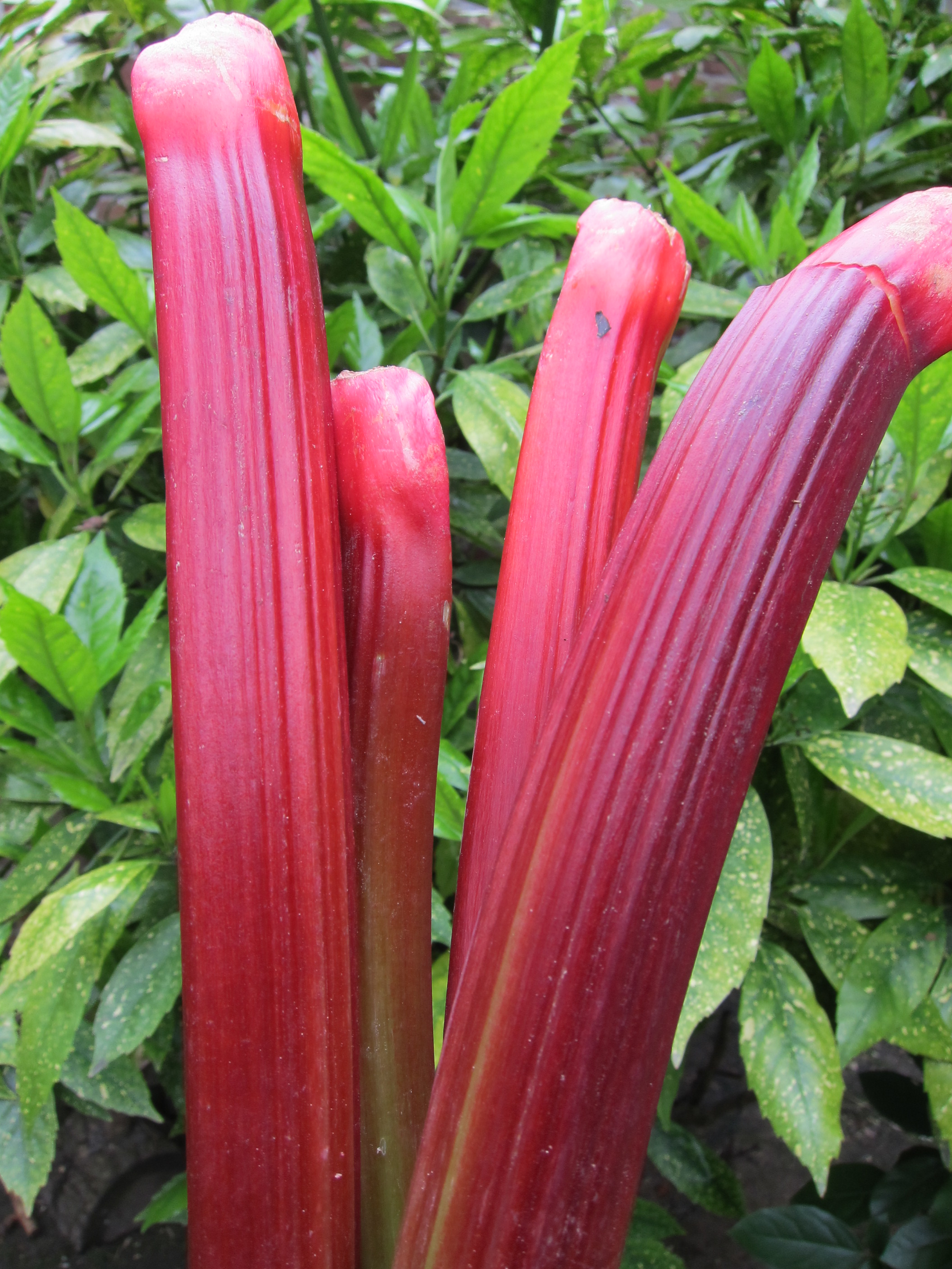 Rhubarb (Rheum rhabarbarum). 