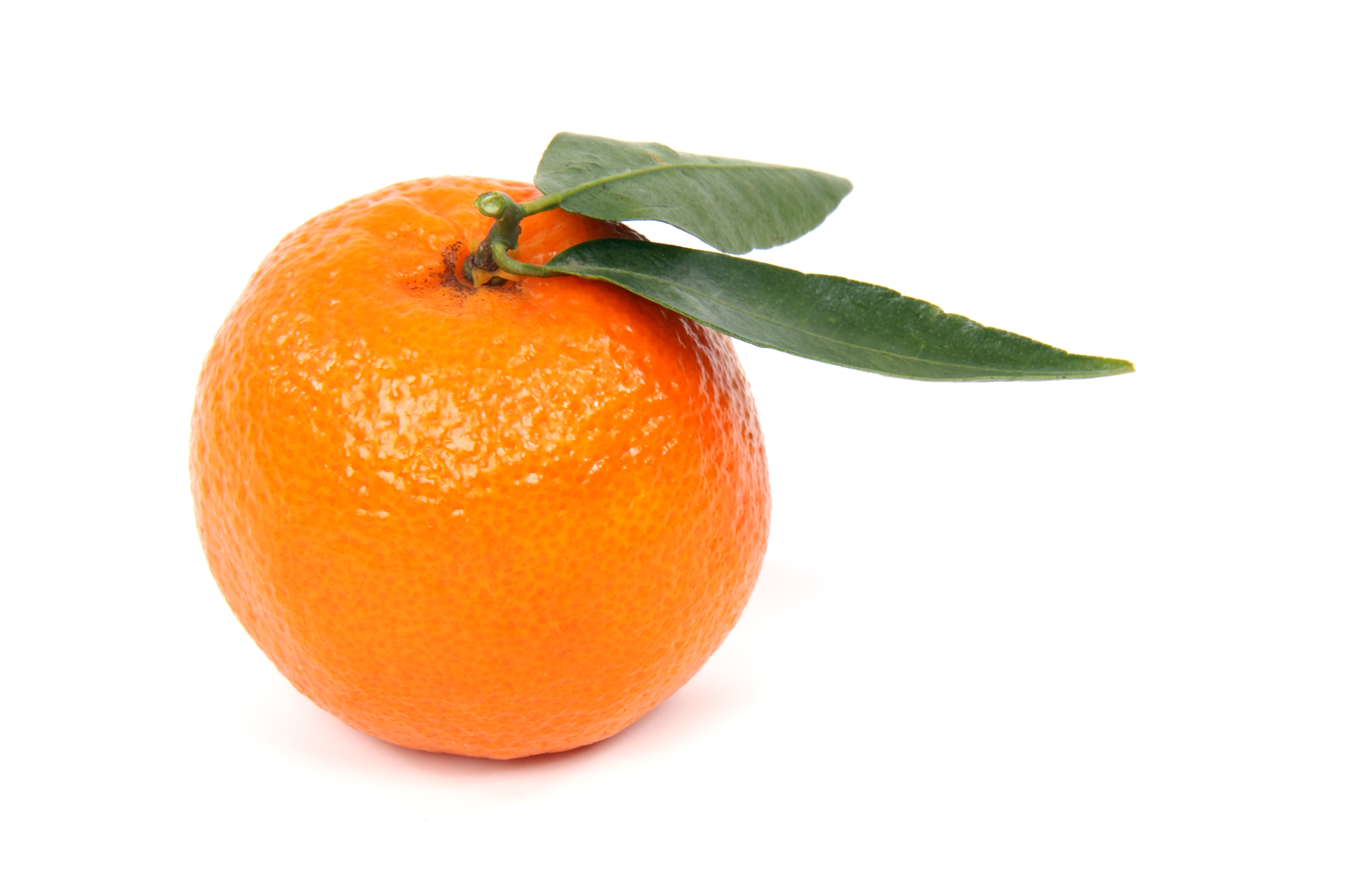 The Clementine - proud member of the mandarine orange family