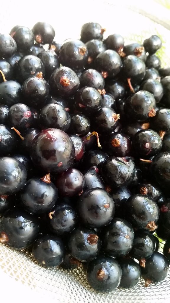 Blackcurrant - like many other berries, tasty, super healthy and loaded with goodness. Due to their high content of natural gelifier pectin, they work great in ice cream!