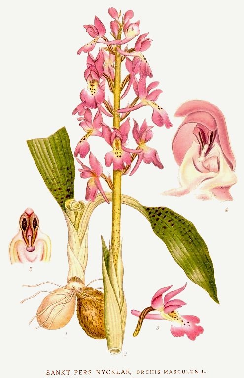 Orchis mascula - the endangered orchid responsible for the legendary thickness of the Turkish Dondurma ice cream