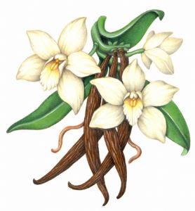 The Vanilla Orchid ( )