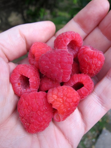Raspberries ... who can resist them?